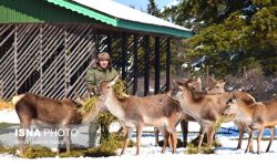 احیای نسل مرال ایرانی در پناهگاه حیات وحش آستارا