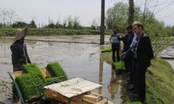 آغاز نشاء مکانیزه برنج در شهرستان رضوانشهر