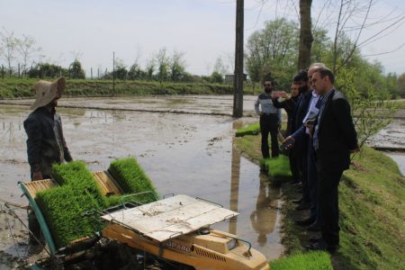 آغاز نشاء مکانیزه برنج در شهرستان رضوانشهر