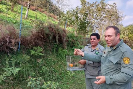 محیط زیست گیلان با کمبود نیروی متخصص روبرو است