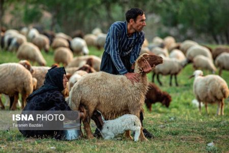 تولید سالانه ۴۵۵ تن پشم توسط عشایر گیلان