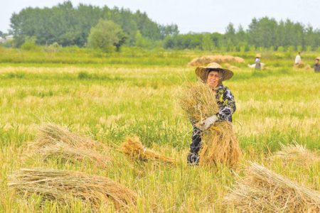 تأمین پایدار برق چاه‌های آب کشاورزی تالش تا آغاز برداشت برنج