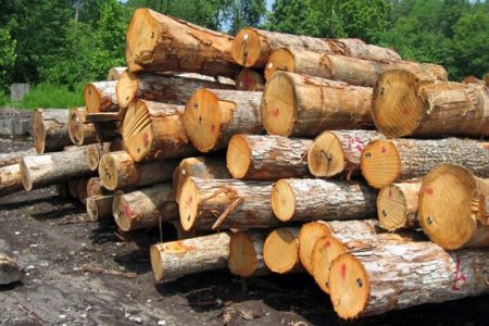 هم‌افزایی منابع طبیعی و مرزبانی آستارا برای مقابله با قاچاق چوب