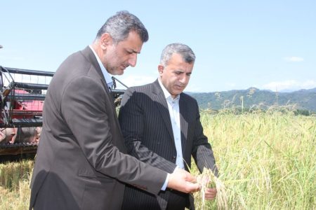 پیش‌بینی افزایش ۲۰ درصدی تولید برنج در تالش با توسعه کشت مکانیزه