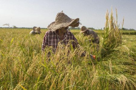 برداشت برنج از ۳۰ هزار هکتار شالیزارهای گیلان