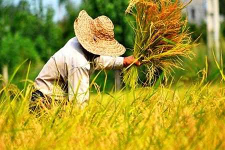 برداشت برنج در ۳۰ هزار هکتار از شالیزارهای گیلان