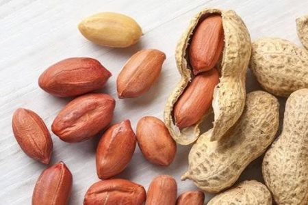برداشت ۱۶ هزار و ۲۰۰ تن بادام‌زمینی در گیلان
