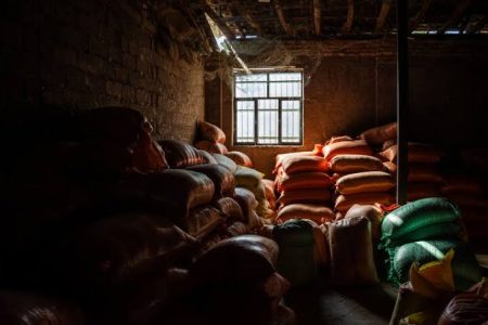 ضایعات برنج از شالیزار تا شالیکوبی؛ راهی برای حفظ دسترنج کشاورزان