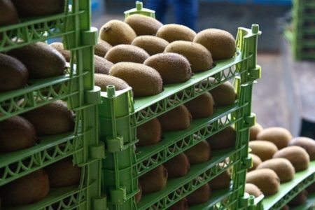 «کیوی گیلان» در مسیر جهانی‌شدن؛ نسخه عبور از بازار فله‌ای
