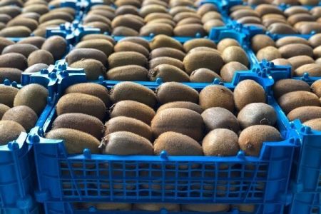 صادرات کیوی تسهیل شد؛ آغاز صادرات از اول مهر