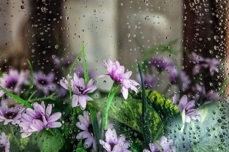 بارندگی و هوای خنک تا یکشنبه مهمان گیلان است