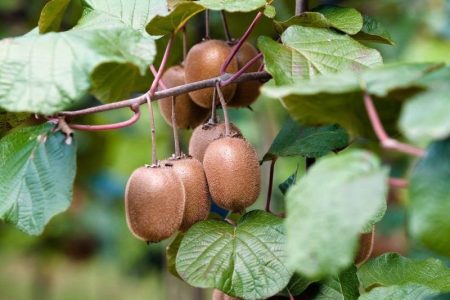 صادرات کیوی گیلان از اول مهر در آستانه ابلاغ