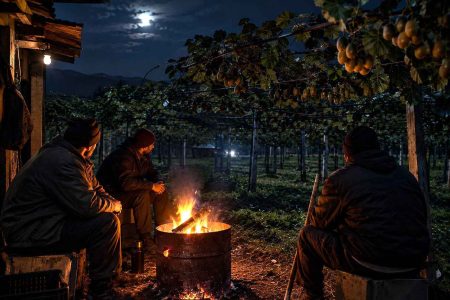 نگهبان کیوی؛ دغدغه تازه باغداران گیلانی در آستانه برداشت