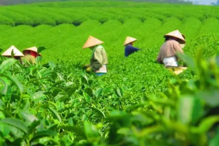 پیش‌بینی تولید ۱۲۰ هزار تن برگ سبز چای؛ چین چهارم از نیمه مهر آغاز می‌شود