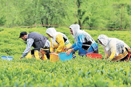 ۳۲۸۲ میلیارد تومان از مطالبات چایکاران پرداخت شد