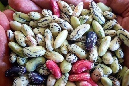 برداشت پاچ‌باقلای پاییزه از ۷ هزار هکتار اراضی کشاورزی گیلان
